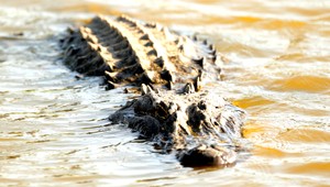 Identifikovali obeť aligátora. Ten zabil miestnu bezdomovkyňu