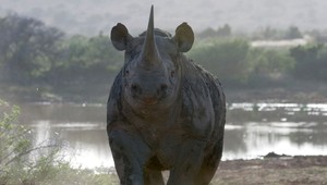 ZOO začala rezať nosorožcom rohy, na ochranu pred pytliakmi