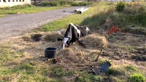 V Lackovciach ležala pri ceste vychudnutá krava, chodili okolo deti