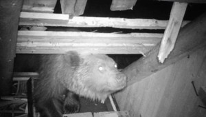 VIDEO: Medveďa nezastavil ani elektrický ohradník. Rozbil strechu a vyraboval úle