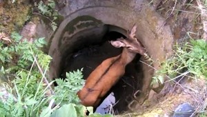 Dvestokilový jeleň spadol do kanála, záchranári bojovali o jeho život