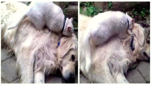 tvojenoviny: Psíkovi Dastimu spravila masáž kamarátka mačka