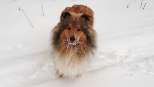 Trojročná kólia Sili hľadá nového majiteľa