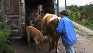 Kozy v žiguláku?! Pozrite sa čo vyviedli