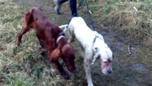 Viceprimátorove psy opäť poranili lesnú zver. S obvineniami nesúhlasí, odvoláva sa na políciu