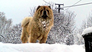 Pes uhryzol Emíliu do tváre a krku, zomrela