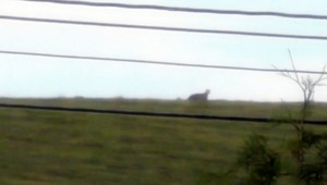 Neznáme zviera sa objavilo neďaleko Bardejova, podľa odborníkov ide o šelmu