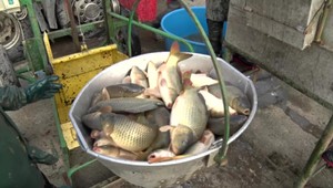 Rybári ťahajú z vody vianočných kaprov. Ako a kde ich budú predávať, zatiaľ ešte nikto nevie