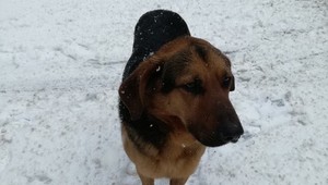 Pomôžte nájsť majiteľa strateného psa. Všade ho odmietli