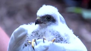 Video z unikátnej záchrany: Volá sa Mišo, má tri týždne a vypadol z hniezda, ktoré je 14 metrov nad zemou