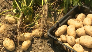 Pestovateľov zemiakov trápi počasie. Môže to ovplyvniť aj ceny na pultoch