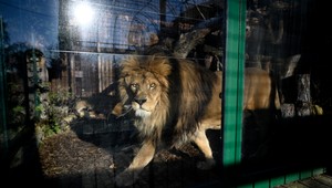 Odvážny pokus o fotku s levmi skončil tragédiou: Ošetrovateľ natočil svoju smrť