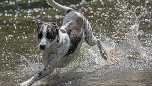 Dramatická záchrana. Zo studne vyťahovali psíka