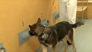 Pachová stopa ako dôkaz. Psy pracujú na 100 percent