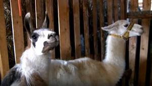 Lamy vedia byť aj agresívne, pocítil to ich slovenský chovateľ