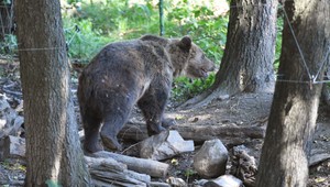 Neodplašil ju ani hluk techniky: Medvedica napadla a zranila lesníka