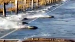 VIDEO: Lososy prechádzali cez cestu. Šoféri dávali pozor, aby ich nezrazili