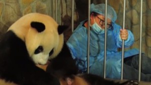 Narodili sa pandie dvojičky