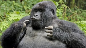 Gorily vraj požierajú opice