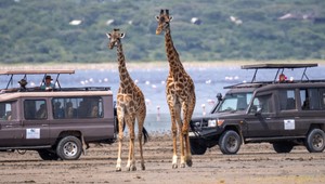 Africkú divočinu ničí šialený trend zo sociálnych sietí: Počuli ste o tejto atrakcii?