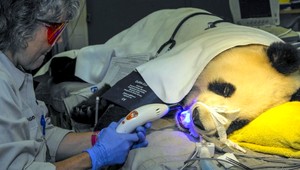 Panda mala zničený chrup, musela k zubárovi