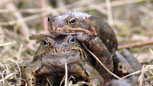 Každoročný zber žiab. Cesta k ich obľúbenej destinácii je plná nástrah