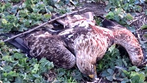 Medzinárodná hanba. V Maďarsku vzácneho orla vychovali, na Slovensku ho otrávili