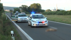 Vodiči, pozor! Na cestách v týchto dňoch stretnete srnčiu zver viac ako inokedy