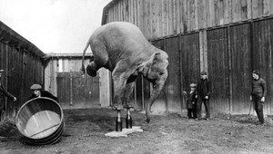 Žena utrpela vážne zranenia po tom, ako ju slon vtiahol do výbehu