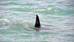 Tragický útok žraloka: Jeden turista prišiel o život, druhý utrpel zranenia