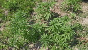 Po zásahu polície vyrástlo na dvore domu 60 rastlín konope