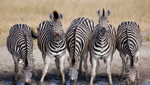 Vedec Tim Caro sa prezliekol za zebru. Dôvod vás prekvapí