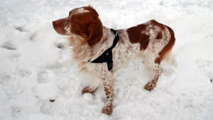 Psík Jack je už doma v teplúčku!