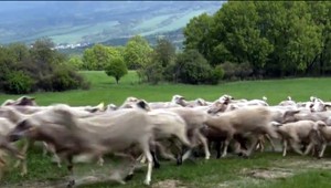 V lesoch vyčíňa šelma. Odnieslo si to stádo oviec