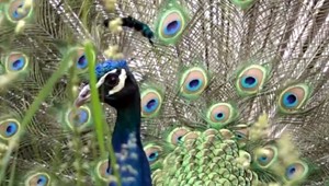 Problém s pávmi. Jedným život skrášľujú, druhým ničia