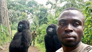 Gorila Ndakasi zomrela: Jej selfie so strážcom obletela svet