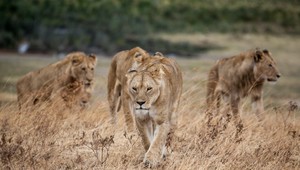 Šokujúce fotografie: Samice odhryzli levovi semenník po tom, čo sa im pokúsil ukradnúť jedlo
