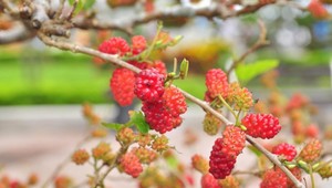Zabudnuté poklady slovenských záhrad: Moruše sa zo zelených oáz vytrácajú