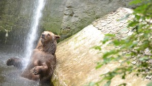 FOTOGALÉRIA: Zvieratá v bratislavskej ZOO zvládajú horúčavy hravo. Pozrite sa, ako sa schladili