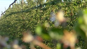 Ovocinári zachraňovali úrodu