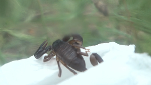 Exotický návštevník v kuchyni: V dome žil pár týždňov škorpión