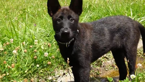 Horská záchranná služba má nových štvornohých pomocníkov