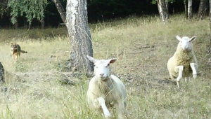 Na stádo oviec zaútočili psy. Z celého chovu zostal jeden baran