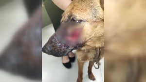 Enviropolícia zachraňovala týranú ročnú sučku. Majiteľa nahnevala útokom na sliepky