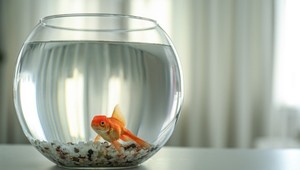 Firma stopla guľaté akváriá, privádzajú ryby do šialenstva