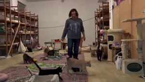 Muž so vzduchovkou strieľa po mačkách. Jedna mala v tele viacero projektilov, prípadov stúpa