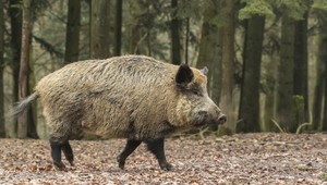 V Prievidzi naďalej vyčíňajú diviaky. Rozryli park aj detské ihrisko