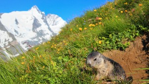 Svište miznú z Tatier! Za všetko vraj môžu prikrmované líšky