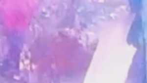 Otrasný prípad zo Sečovskej osady: Psa nechali dotrhať svorkou, za všetkým stoja miestne deti