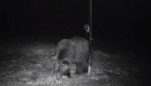 Vstup do lesa len na vlastné riziko. Šelmy sú po zime vyhladované